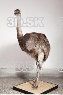 Emus body photo reference 0018